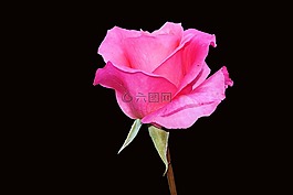 玫瑰,花,開花