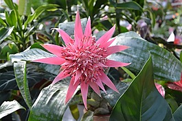 植物,aechmea pamera,顯花植物