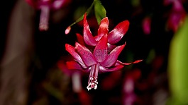圣誕仙人掌,花卉,性質(zhì)