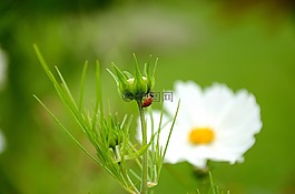 瓢蟲(chóng),花,性質(zhì)