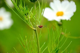 瓢蟲(chóng),花,性質(zhì)