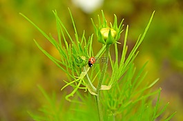 瓢蟲(chóng),花,性質(zhì)