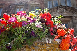 鮮花,花盆,夏季鮮花