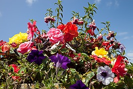鮮花,花盆,夏季鮮花