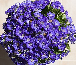 紫色,花,植物