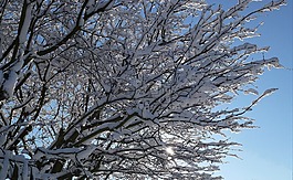 冬天,雪,太陽