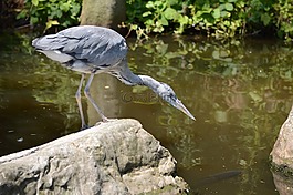 鷺,水,動物