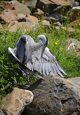 鷺,水,鳥