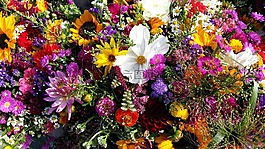 鮮花,野花,開(kāi)花