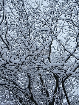木材,分支機(jī)構(gòu),雪