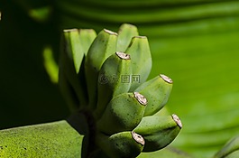香蕉,香蕉樹,水果