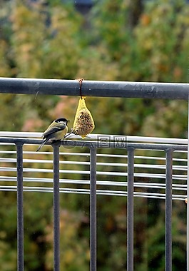 麻雀,鳥,食品