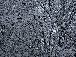 木材,分支機(jī)構(gòu),雪