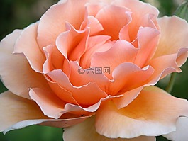 鮮花,玫瑰,橙色