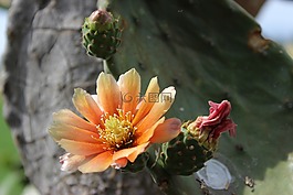 仙人掌花,植物,荊棘