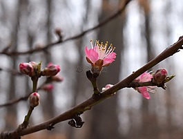 桃花花蕾開(kāi)放,桃樹(shù),芽