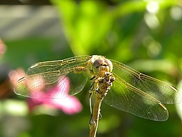 蜻蜓,bug,性質(zhì)