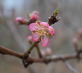 桃花花蕾開(kāi)放,桃樹(shù),芽