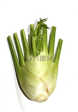 茴香,蔬菜,中藥