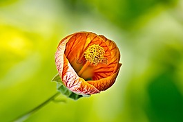 花,夏天,春