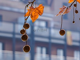 樹,秋,葉