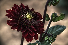 花,植物,自然