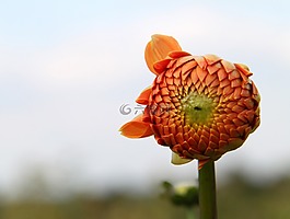 花,植物,自然