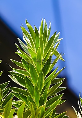 植物,自然,布什