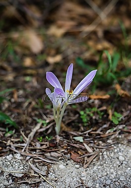 性質(zhì),植物,花卉