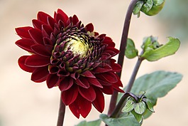 花,植物,自然