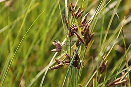 自然,草,植物區(qū)系