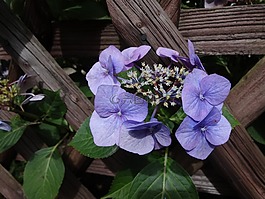 觀賞植物,開花,繡球花規(guī)格