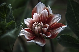 花,植物,自然