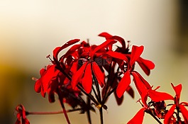 植物,自然,花