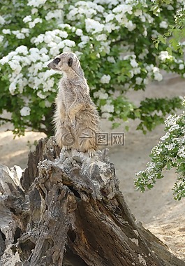 性質(zhì),動物世界,動物