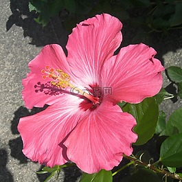 花,盛開(kāi),紅色