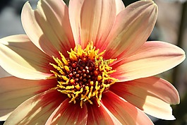 開花,黃色,黃色花
