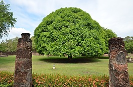 芒果樹(shù),樹(shù),泰國(guó)