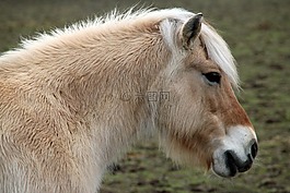馬,馬術,動物