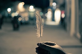 羽毛,手,夜