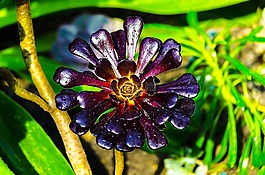 植物,自然,花