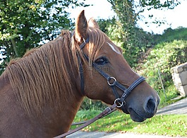 馬,母馬,broodmare