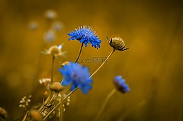 花,指出花,藍(lán)色