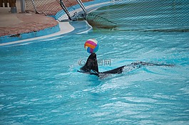 性質(zhì),動(dòng)物園,水