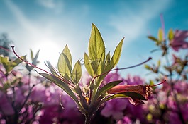 花,天空,蓝色