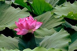 花,鮮花,蓮花