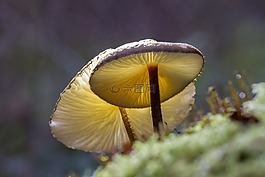蘑菇,苔,森林