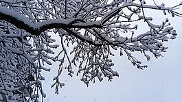 冬季,雪,比爾