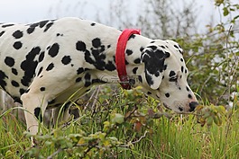 dalmatian,狗,美丽