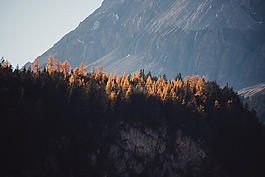 山頂,落基山,森林